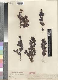 Image result for Bullockia setiflora