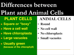 Check spelling or type a new query. Ppt Objectives Differentiate Between Animal And Plant Cells Powerpoint Presentation Id 7098103
