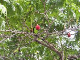 Image result for Cyphostemma lynesii