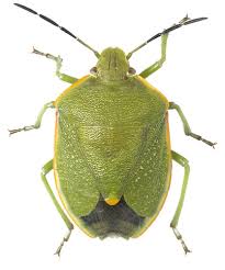 Image result for Urochloa comata