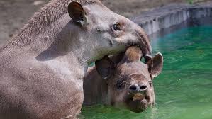 Когда мы совершали автопутешествие из. Novosibirskij Zoopark Podelilsya Umilitelnymi Fotografiyami Tapirov Novosti Novosibirska Om1 Ru