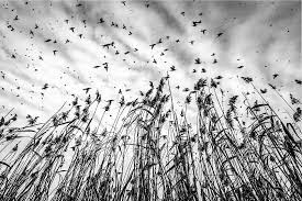 lake mogan turkish sigircik english starling latin term sturnus vulgaris yerel adlar cayik cir biyik cuga cura kivircik kivirlik mangircik malum kus