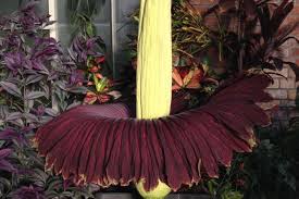 Bungai bangkai (amorphophallus titanum) sering disamakan dengan bunga padma raksasa (rafflesia arnoldii). Bunga Bangkai Langka Asli Indonesia Mekar Di Kebun Raya Bogor Halaman All Kompas Com