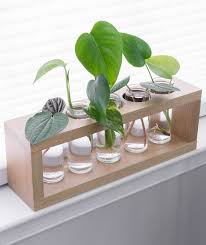 Bird Of Paradise Water Propagation Diy Plant Propagation Station A Cute Way To Propagate Plants In Water Plant Propagation Diy Propagating Plants Diy Plants