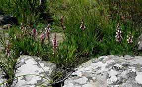 Image result for Disa saxicola