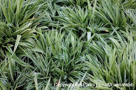 Image result for Biophytum richardsiae