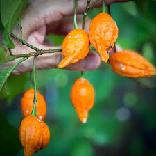 Image result for Tabernanthe iboga