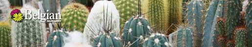 2 ¿qué son los cactus? Cacti Succulents Belgian Nursery