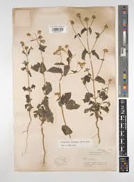 Image result for Lipotriche