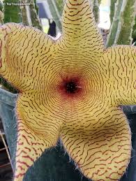 Image result for Stapelia gigantea