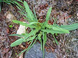 Image result for Lactuca imbricata