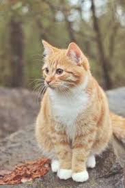 Black And Grey Tabby Cat Personality These Cute Calico Kitty Is Cute Orange Brown Gray Ginger Black Calico Silver Gray Or Long Hair Golden Kittens With Personality Cute Cats Cute Cat Gif Kittens
