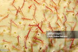 Image result for Hermbstaedtia linearis