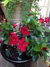 Mandevilla Vine Mandevilla This Is A Tropical Vine That Can Be Used As An Annual Where Winters Are Cold Or As A Peren Plants Blooming Plants Mandevilla Vine