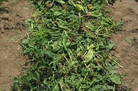 Mulch kann je nach verwendungszweck nur eine hauchdünne schicht sein oder bis zu 30 zentimeter dick liegen. Meine Ernte Mulchen Im Gemusebeet Gegen Austrocknung