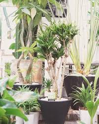 greenshopyagi on instagram 観葉植物どんどん入荷してますよ 植物のある暮らし 植物 観葉植物のある暮らし 観葉植物 インテリア 雑貨 倉敷花屋 岡山花屋 お部屋にもっとグリーンを 植物で空気を綺麗に flowershop green greendisplay plants