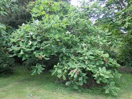 Image result for Carvalhoa macrophylla