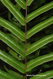 Image result for Pteris friesii