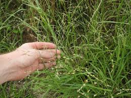 Image result for Panicum coloratum