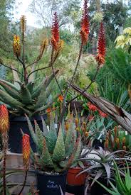 Image result for Aloe aculeata × ortholopha