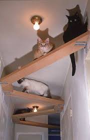 Lo spazio è fondamentale per giocare: Pin Di Monica Neri Su Casa Recinto Per Gatti Muro Gatto Mobili Per Gatto
