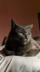 Very Handsome Partial Blind Old Man Meow Moe Old Men Cute Cats Kittens Cutest