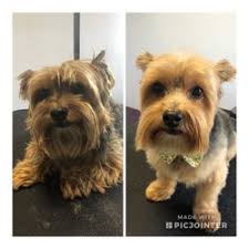 Check spelling or type a new query. Pet Grooming Open Near Me Off 51 Www Usushimd Com