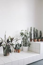 Find a pesticide that's safe for use on cacti or ornamental plants. How To Get Rid Of Mold In Your Home Plants Planting Flowers Green Plants