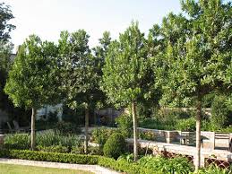 Upright in shape and easily trainable as a column, dwarf japanese blueberry tree is adaptable and easy to maintain. Pin On Plants