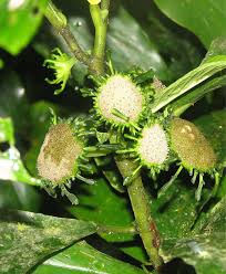 Image result for Dorstenia psilurus