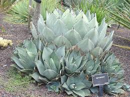 Image result for Vangueria proschii