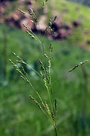 Image result for Melinis effusa