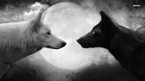 Looking for the best wallpapers? Cool Wolf Backgrounds