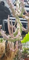 Image result for Euphorbia halipedicola