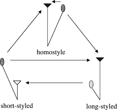 Image result for Tricliceras lanceolatum