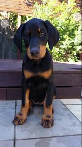 Black And Tan Doberman Puppies For Sale My Baby Koda Doberman Pinscher Dogs Doberman Puppy