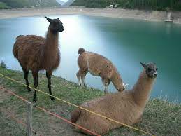 Plus, apparently a female giraffe, manatee, moose, ox, seal, walrus and whale are also cows, so it'd be ambiguous unless you said cow camel, in which case it. Llama Wikipedia
