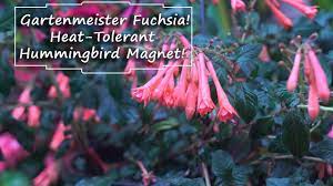 Taking care of the tables. Gartenmeister Fuchsias Fuchsias For Warm Climates Youtube