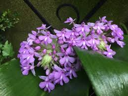 Image result for Cynorkis debilis