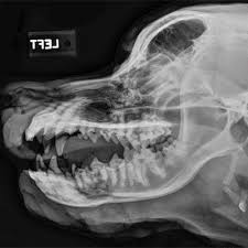 Image result for Skull XRay