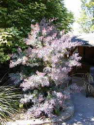 Image result for Acacia pentagona