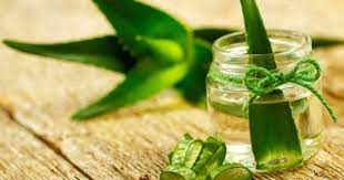 Aloe Vera Saca Nasil Uygulanir Aloe Vera Sac Maskesi Yapmak Icin 5 Tarif