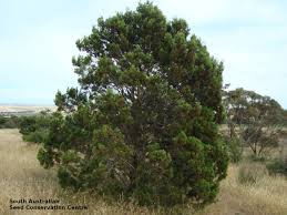 Image result for Callitris