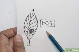 Next, cut off six cups from the carton. How To Draw The Parts Of A Butterfly Life Cycle 5 Steps