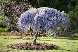 When deciding on growing wisteria plants around your garden or in any place of choice, one of the first steps to take is to choose a site or location that is most suitable for growing wisterias can add a lot of difference to your garden and it can make your plant even much more beautiful and captivating. How To Prune Your Wisteria The Tree Center