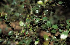 Image result for Cryptocarya transvaalensis