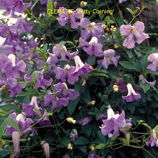Check spelling or type a new query. Clematis Betty Corning Website Of Camolin Potting Shed Camolin Wexford Ireland
