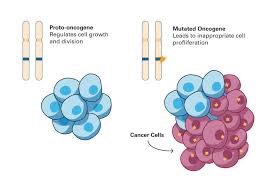 Image result for Oncogene
