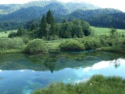 Nice and short stroll in the forest to then see this. Schone Quellen Zelenci Nature Reserve Kranjska Gora Reisebewertungen Tripadvisor