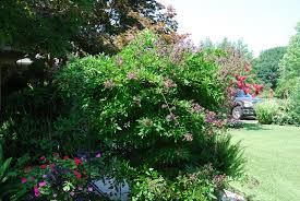 Image result for Vigna reticulata